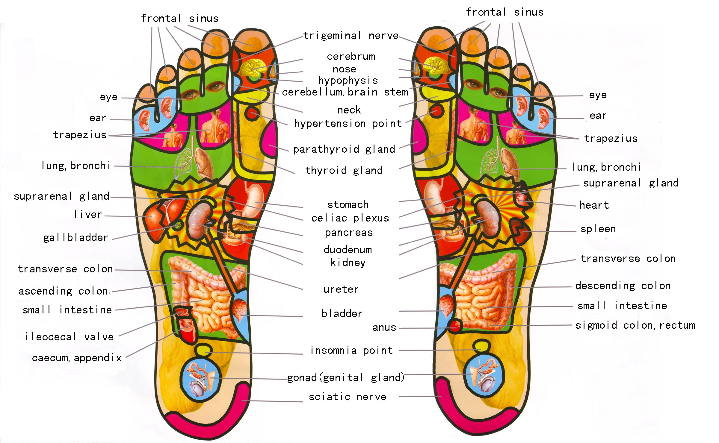 Foot reflexology chart showing pressure points and corresponding organs